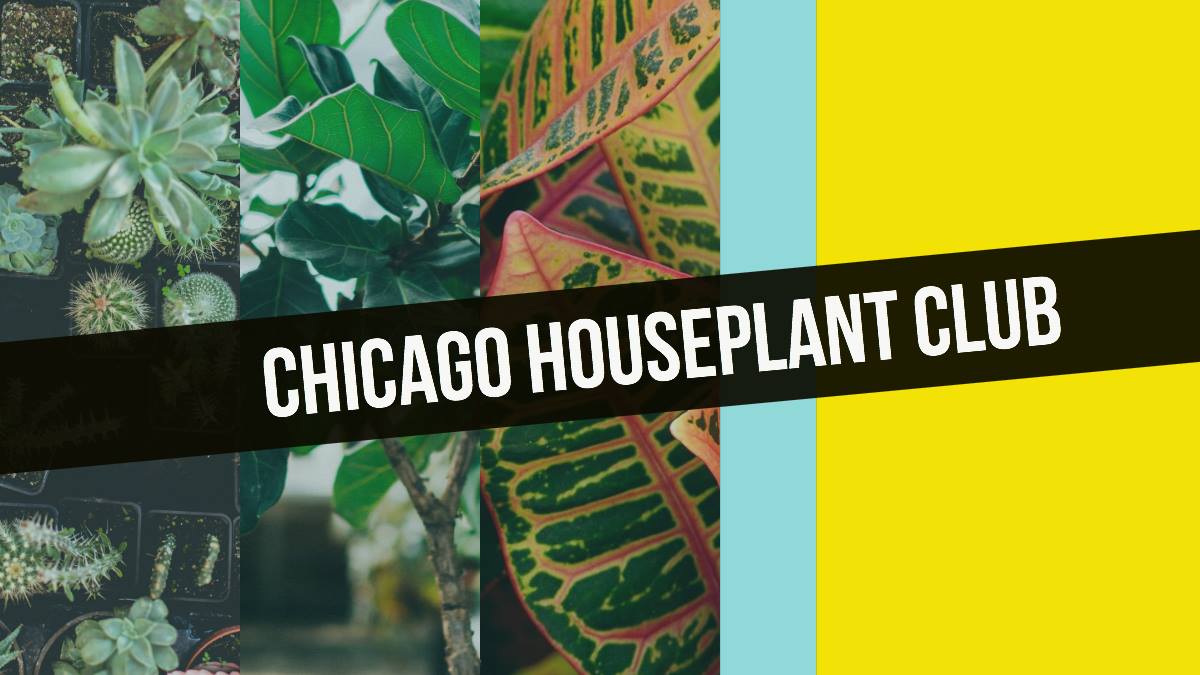 Chicago Houseplant Club